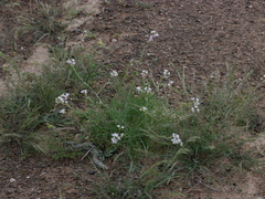 Erucaria hispanica
