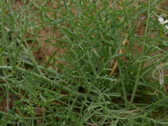 Erucaria hispanica