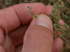 Gymnocarpos decander