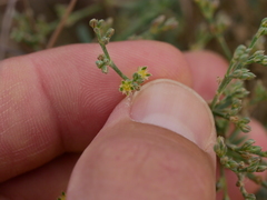 Gymnocarpos decander