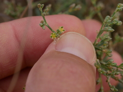 Gymnocarpos decander