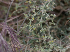 Gymnocarpos decander