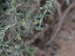 Gymnocarpos decander