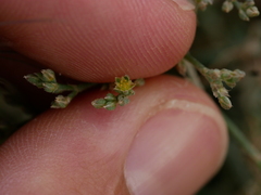 Gymnocarpos decander