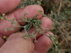 Gymnocarpos decander