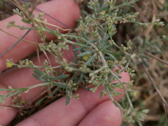 Gymnocarpos decander