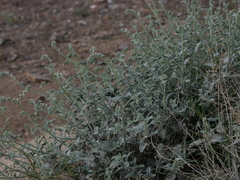 Heliotropium calcareum