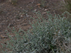 Heliotropium calcareum