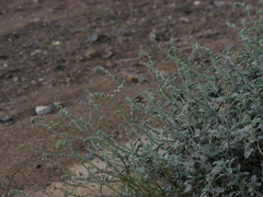 Heliotropium calcareum