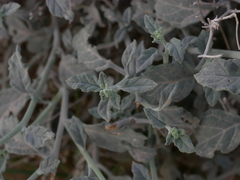 Heliotropium calcareum