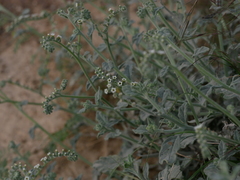 Heliotropium calcareum