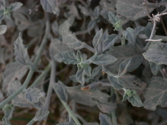 Heliotropium calcareum