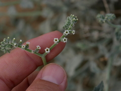 Heliotropium calcareum