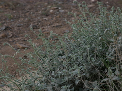 Heliotropium calcareum