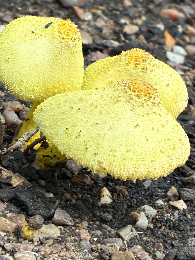 Leucocoprinus birnbaumii · February 2026 · photo: © wendy_h (iNaturalist, cc-by)