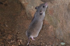 Saccostomus campestris