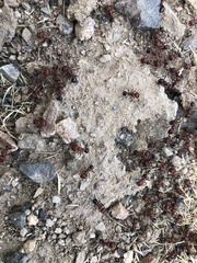 Pogonomyrmex bicolor