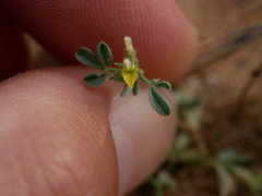 Lotononis platycarpa