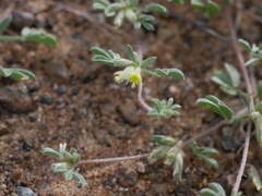 Lotononis platycarpa