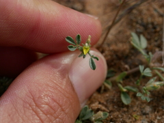 Lotononis platycarpa