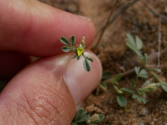 Lotononis platycarpa
