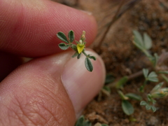Lotononis platycarpa