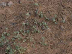 Lotononis platycarpa