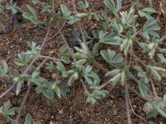 Lotononis platycarpa