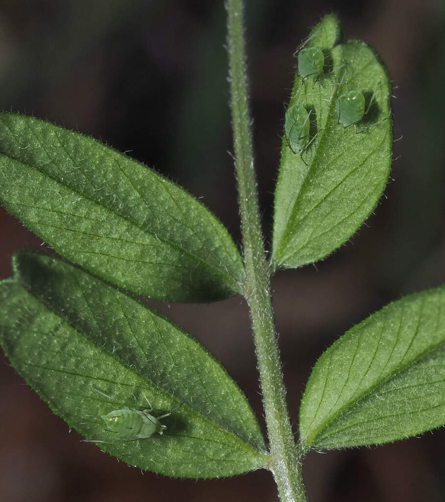 Acyrthosiphon loti