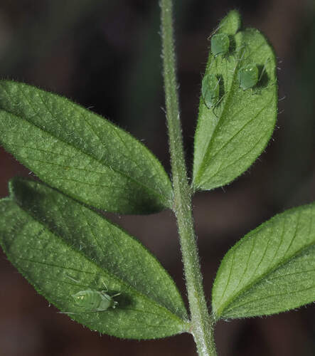 Acyrthosiphon loti