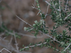 Plocama aucheri