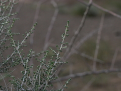 Plocama aucheri