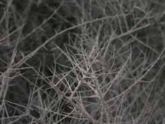 Plocama aucheri
