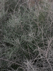 Plocama aucheri