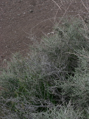 Plocama aucheri