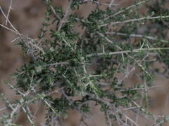 Plocama aucheri