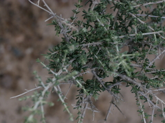 Plocama aucheri