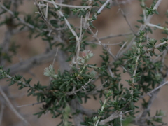 Plocama aucheri