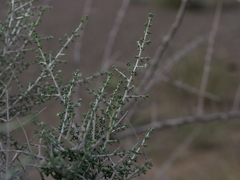Plocama aucheri