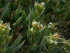 Rhazya stricta