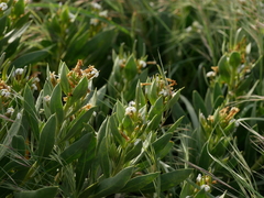 Rhazya stricta