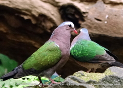 Chalcophaps indica