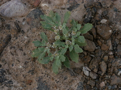 Anastatica hierochuntica