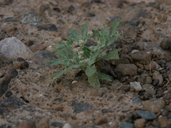 Anastatica hierochuntica