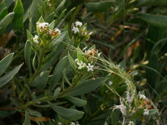 Rhazya stricta
