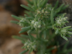 Gymnocarpos sclerocephalus