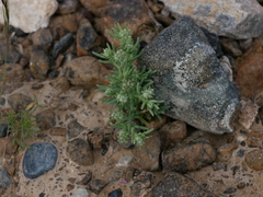 Gymnocarpos sclerocephalus