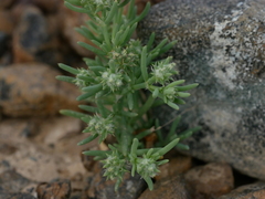 Gymnocarpos sclerocephalus