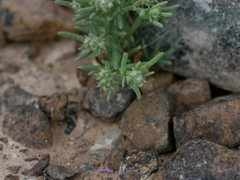 Gymnocarpos sclerocephalus