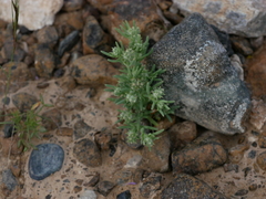 Gymnocarpos sclerocephalus